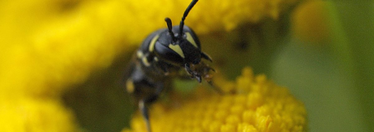 Female Hylaeus Bee