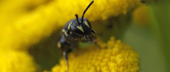 Female Hylaeus Bee