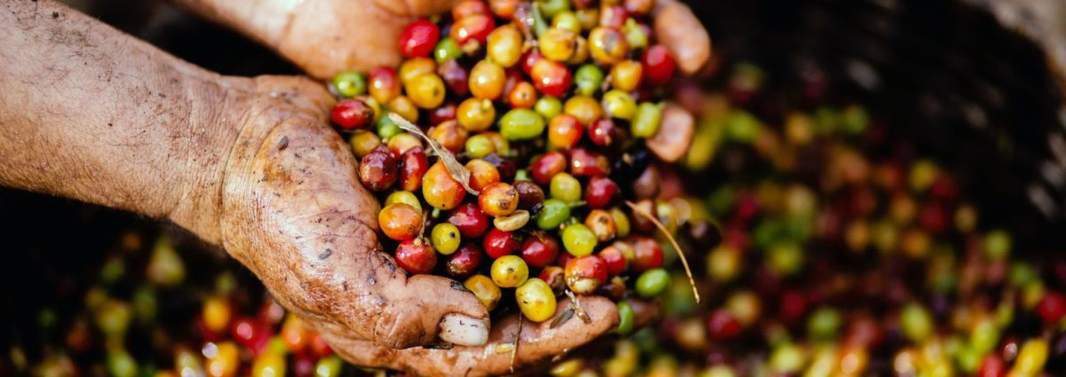 Berry farmer holding some of their harvest.