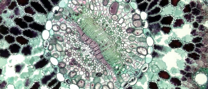 Biomanufacturing - Microscopic look at a cell structure